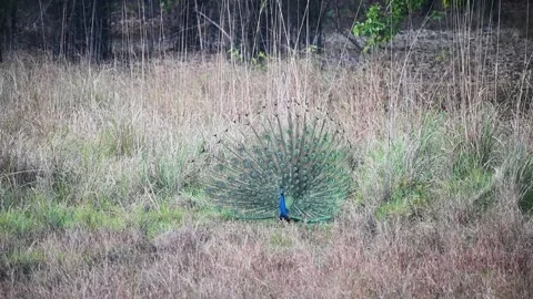 Sighting a peacock's train in the beautiful jungle of Bandhavgarh national park Stock Footage 277141168