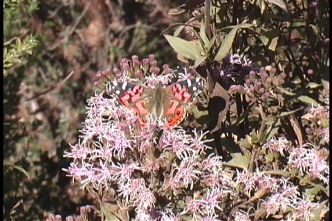 Sights in Peru Stock Footage 84880
