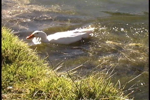 Sights in Peru Stock Footage 84909