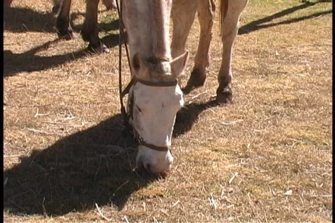 Sights in Peru Stock Footage 84911