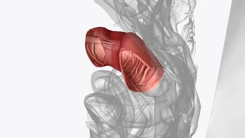 The sigmoid colon is the last section of the bowel the part that attaches to  Stock Illustration