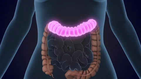 The Sigmoid colon is a section of the large intestine Stock-Footage 310937548