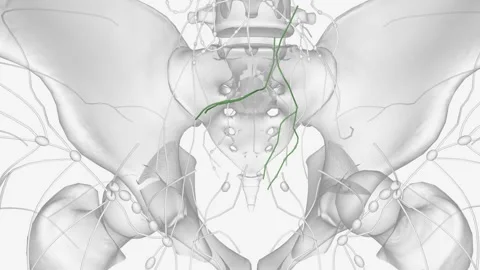 Sigmoid Iymphatic vessels Stock Footage 271040297