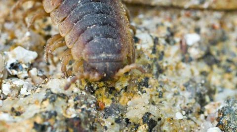 Sigmoria millipede on ground Video stock 32349251