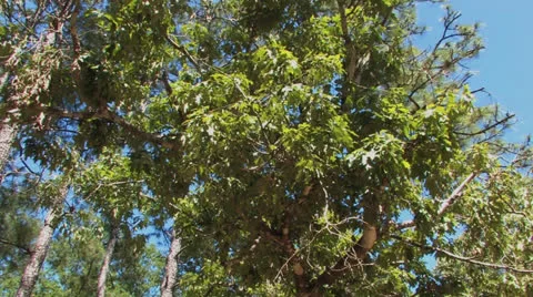 Sign for Big Thicket Preserve Video stock 24695031