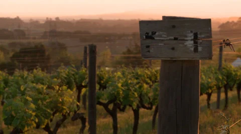 Sign board in front of a vineyard Stock Footage 29648231