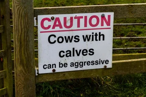 Sign Caution cows with calves can be aggressive. Stock Photos