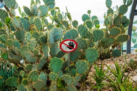 Sign do not touch cactus Stock Photos