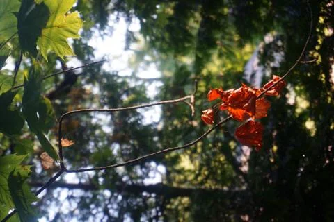Sign of fall leaf on a tree Stock Photos