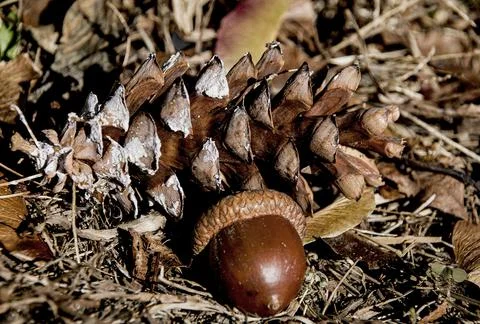 Sign of fall  pine cone and acorn Stock Photos