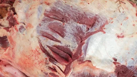 Sign of fresh meat Stock Footage 245338767
