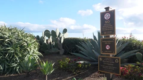 A sign in front of a palm tree Stock Footage 155582566