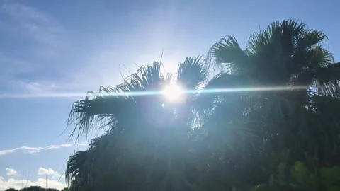 A sign in front of a palm tree 動画素材 155582898