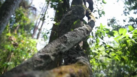 A sign in front of a tree Stock Footage 156018384