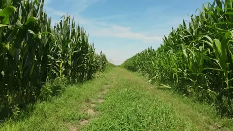 A sign in front of a tree 库存影片 156845531
