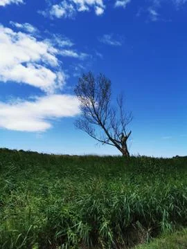 A sign in front of a tree Stock Photos