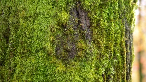 Sign heart carved in the moss on the tree bark. background natural Stock Footage 120700518