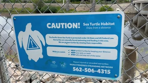 Sign for the Pacific Green Sea Turtle in Long Beach California Stock Footage 344907415
