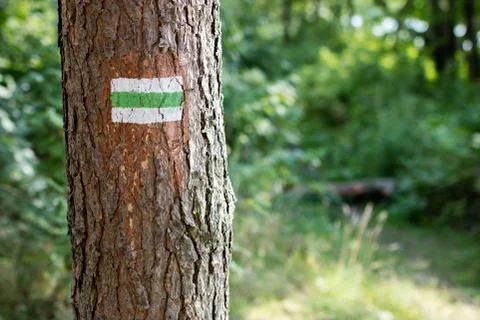 A sign painted on a tree in the forest. Marking of the tourist route. Stock Photos