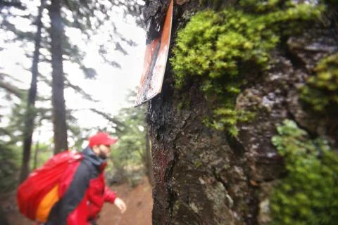 The sign of a path on the tree, while a climber walks in the mountain path Stock Photos