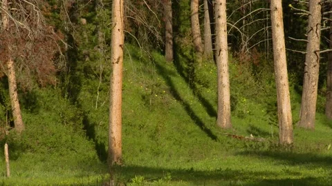 A sign on a pole next to a tree Stock Footage 156011410