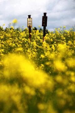 Sign in the rape field Stock Photos
