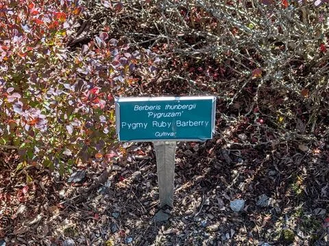 A sign reading “Pygmy Ruby Barberry” by small red and green leaves Stock Photos