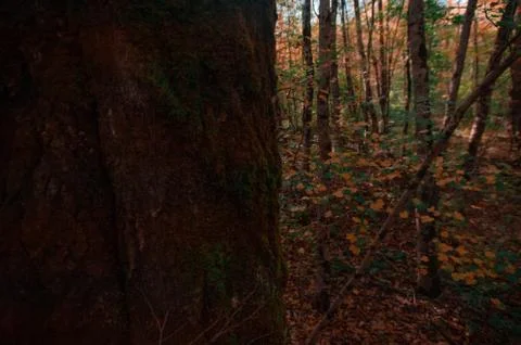 A sign on the side of a forest Stock Photos
