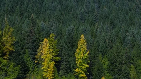 A sign on the side of a tree Stock Footage 156013882