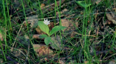 Sign of spring - a first flower in the grass Stock Footage 58822890