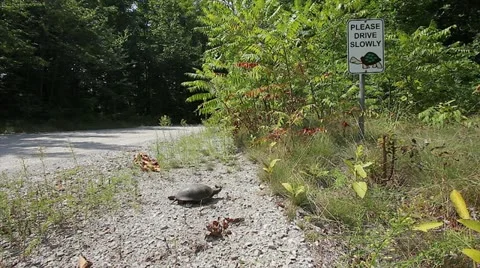 Sign (with a turtle on it) asks "Please Drive Slowly", as a turtle walks around. Stock Footage 11869744