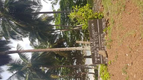 A sign warning of falling coconuts in Doves Island (ilheu das rolas) 写真素材