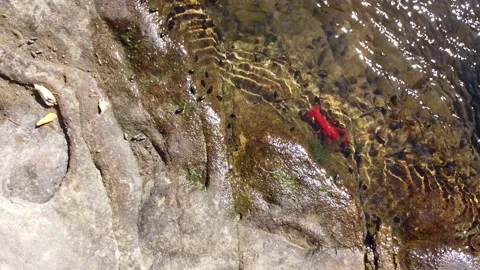 Signal Crayfish Stock Footage 160239283