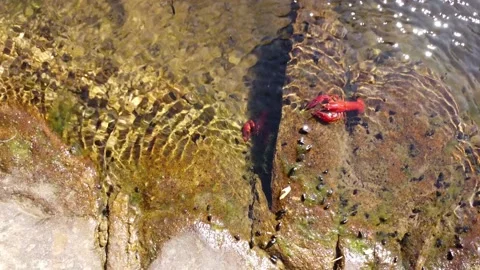 Signal Crayfish Stock Footage 160239354