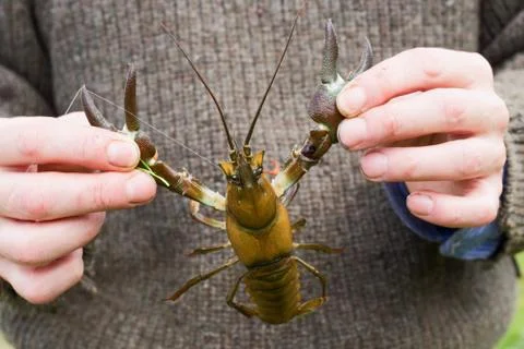 Signal crayfish Stock Photos