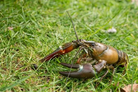 Signal crayfish Stock Photos