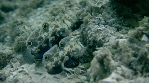 Signal gobies hovering over rubble in front of their hole Video stock 112474853