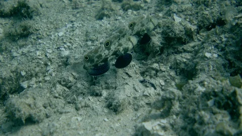 Signal gobies hovering over rubble in front of their hole Stock Footage 112474966