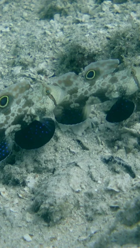 Signal gobies hovering over rubble in front of their hole 스톡 동영상 228833135