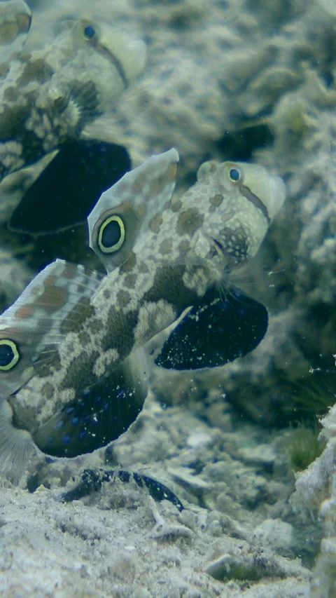 Signal gobies hovering over rubble in front of their hole Stock-Footage 228833157