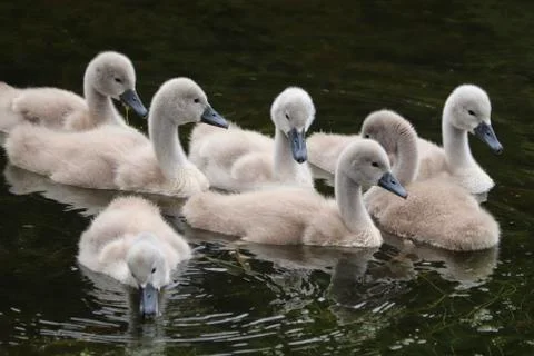 Signets swans on river Stock Photos