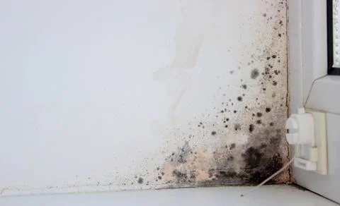 A significant amount of mold is visible in the corner of the window,indicat.. Stock Photos