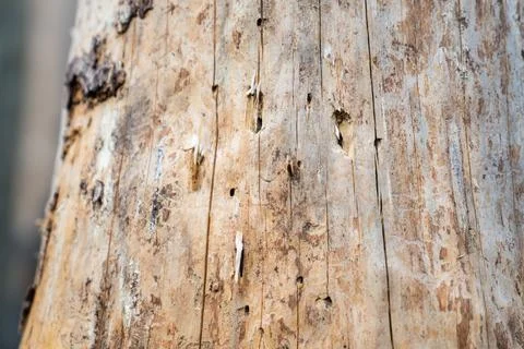 Signs of bark beetle activity on dead spruce trunk showing insect galleries and Stock Photos