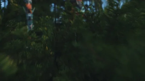 Signs in a forest Stock Footage 71943642