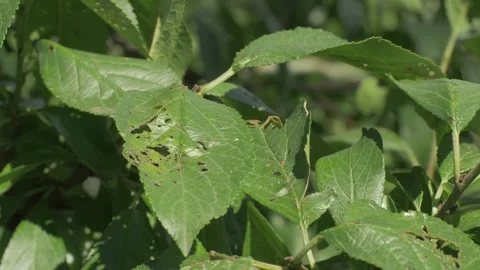 Signs of pest damage on plum leaf are evident, with holes and uneven edges Stock Footage 284487592