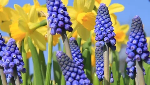 Signs of spring Stock Footage 1848173