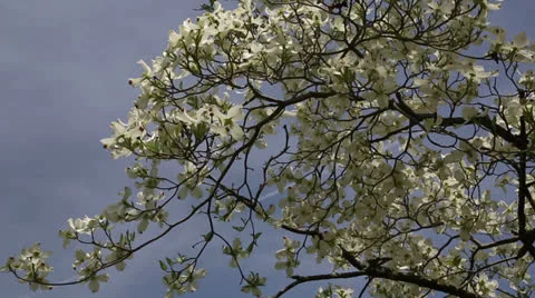 Signs of spring Stock Footage 22770083