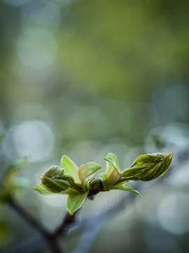 Signs of spring Foto stock