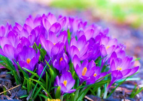 Signs of Spring Stock Photos