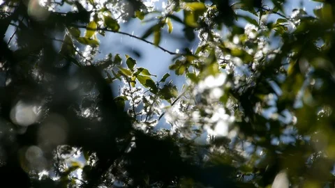 Signs of Spring - Willow Seeds in the Wind County Fermanagh Northern Ireland Stock-Footage 98900071